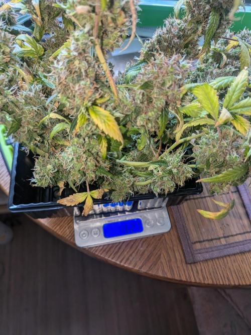 🥦Honey, I Shrunk the Broccoli! Micro. Week 16