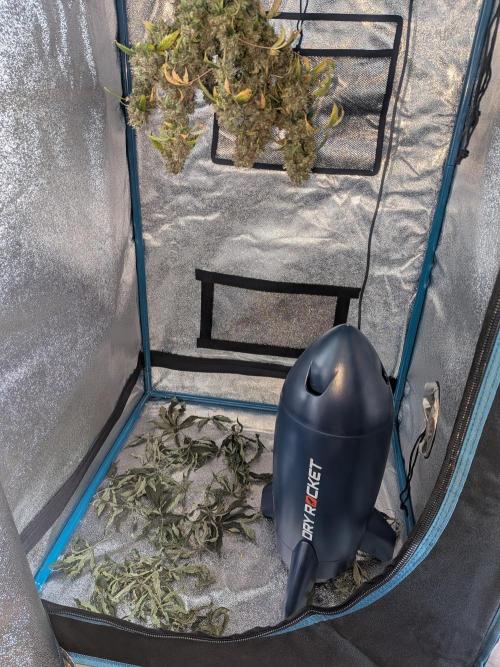 🥦Honey, I Shrunk the Broccoli! Micro. Week 16