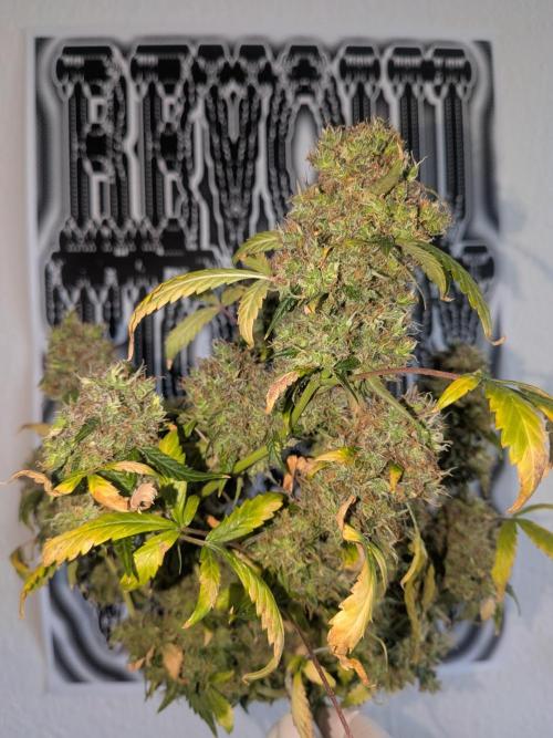 🥦Honey, I Shrunk the Broccoli! Micro. Week 16