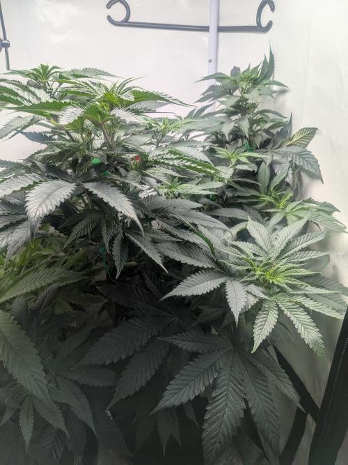 Mellow Jelly | Exclusive Zamnesia. Week 11