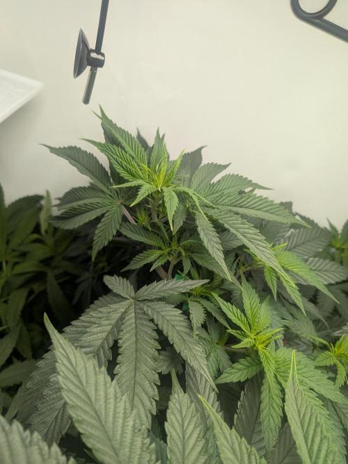 Mellow Jelly | Exclusive Zamnesia. Week 11