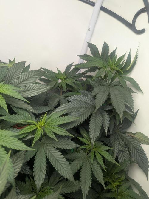 Mellow Jelly | Exclusive Zamnesia. Week 11