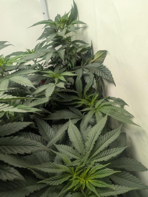 Mellow Jelly | Exclusive Zamnesia. Week 11