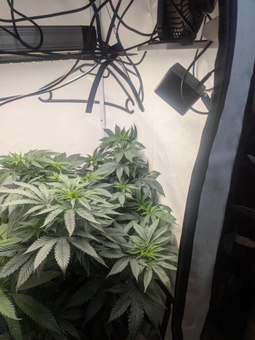 Mellow Jelly | Exclusive Zamnesia. Week 11