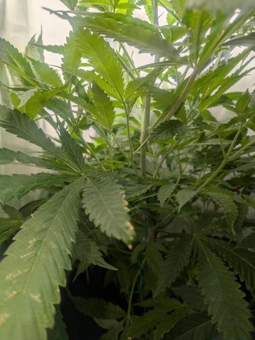 Devil Cookies One | USA Genetics 2026. Week 11