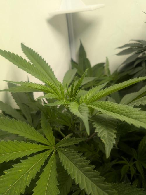 Devil Cookies One | USA Genetics 2026. Week 11