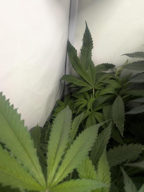 Devil Cookies One | USA Genetics 2026. Week 11