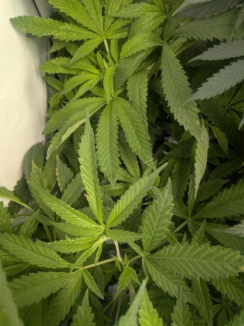 Devil Cookies One | USA Genetics 2026. Week 11