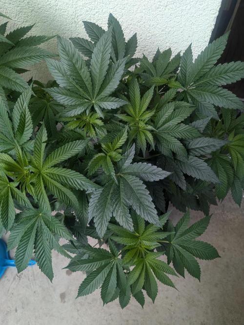Khalifa Kush | outdoor 2026. Week 9