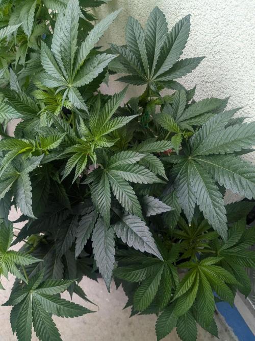 Khalifa Kush | outdoor 2026. Week 9