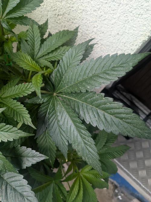 Khalifa Kush | outdoor 2026. Week 9