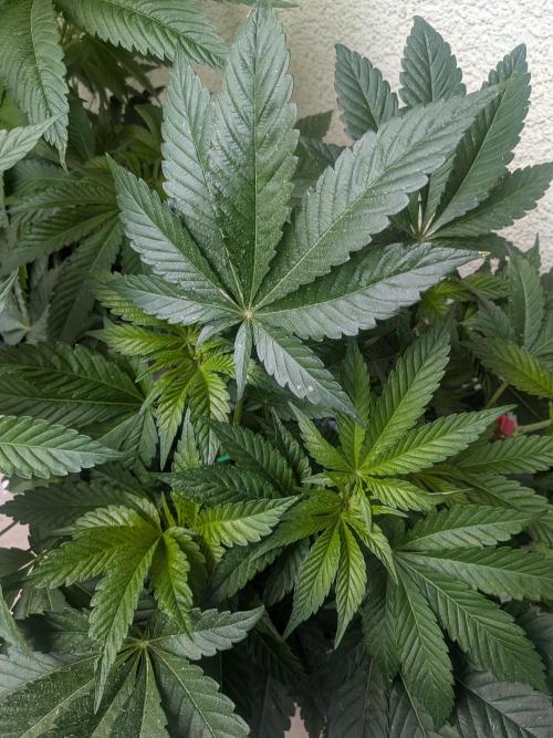 Khalifa Kush | outdoor 2026. Week 9