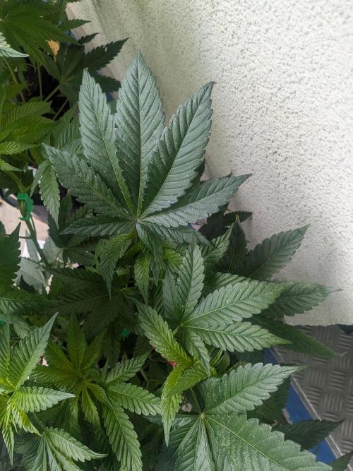 Khalifa Kush | outdoor 2026. Week 9