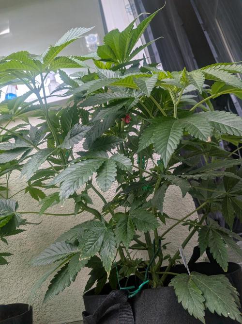 Khalifa Kush | outdoor 2026. Week 9