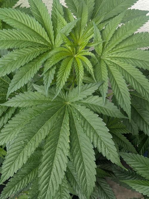 Khalifa Kush | outdoor 2026. Week 9