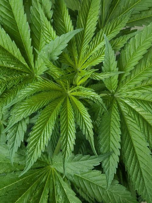 Khalifa Kush | outdoor 2026. Week 9