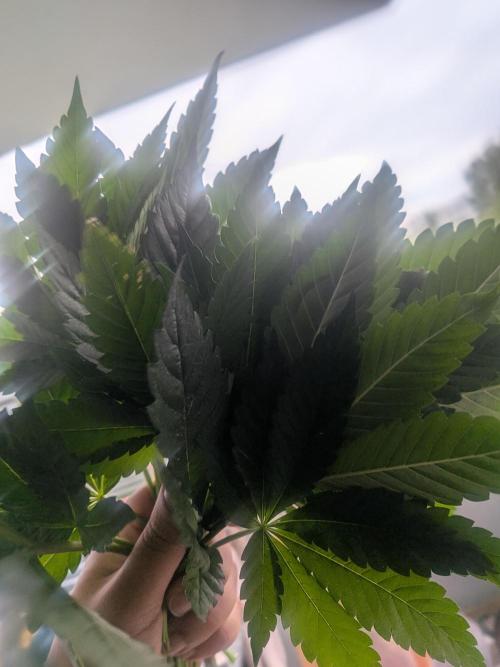 Khalifa Kush | outdoor 2026. Week 9