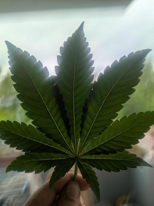 Khalifa Kush | outdoor 2026. Week 9