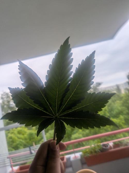 Khalifa Kush | outdoor 2026. Week 9