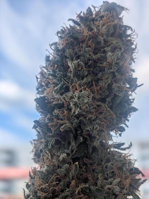 Sticky broccoli  🥦 Eternity Cup 2026. Week 16