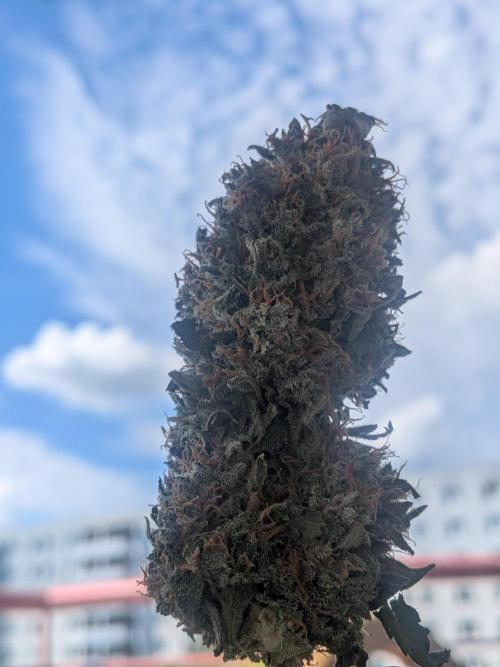 Sticky broccoli  🥦 Eternity Cup 2026. Week 16