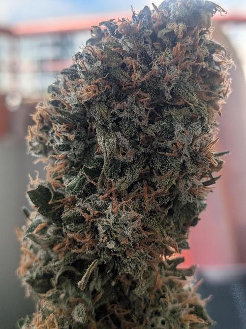 Sticky broccoli  🥦 Eternity Cup 2026. Week 16
