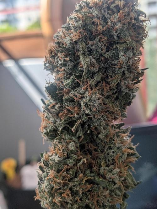 Sticky broccoli  🥦 Eternity Cup 2026. Week 16