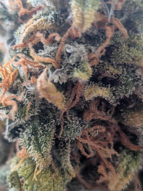 Sticky broccoli  🥦 Eternity Cup 2026. Week 16