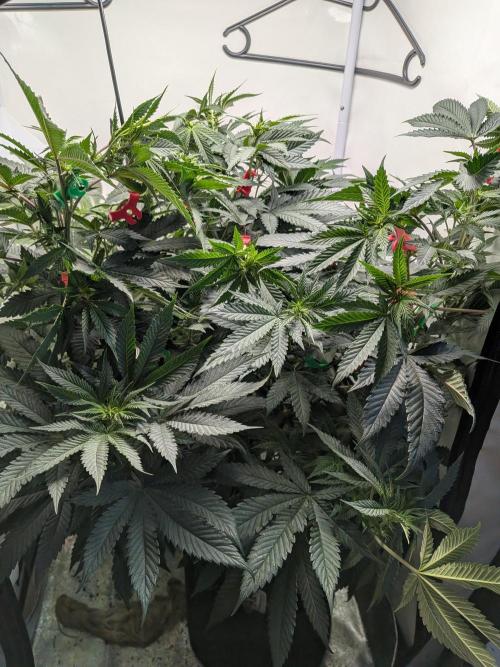 Mellow Jelly | Exclusive Zamnesia. Week 11