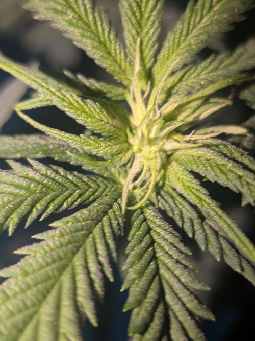 Mellow Jelly | Exclusive Zamnesia. Week 12