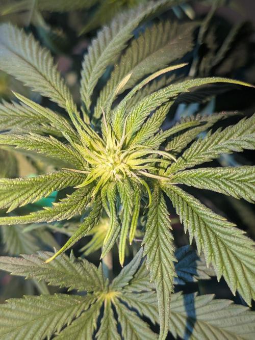Mellow Jelly | Exclusive Zamnesia. Week 12
