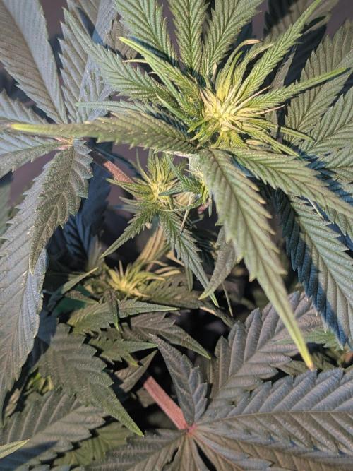Mellow Jelly | Exclusive Zamnesia. Week 12