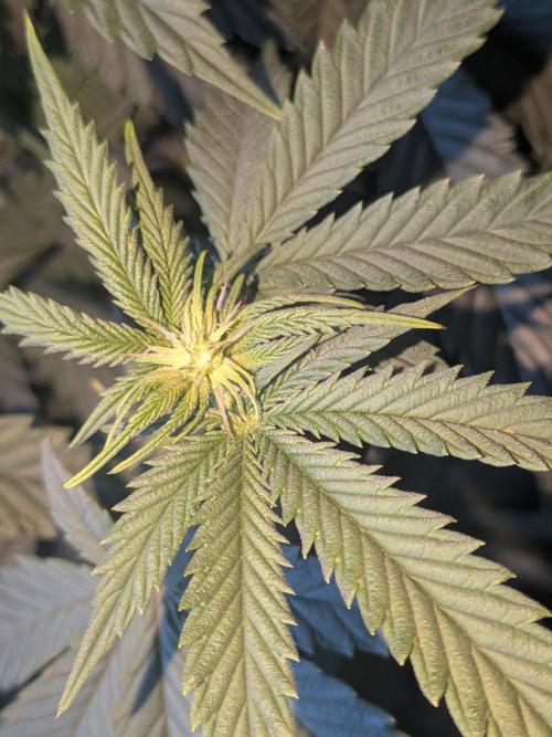 Mellow Jelly | Exclusive Zamnesia. Week 12