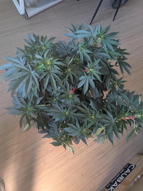 Mellow Jelly | Exclusive Zamnesia. Week 12