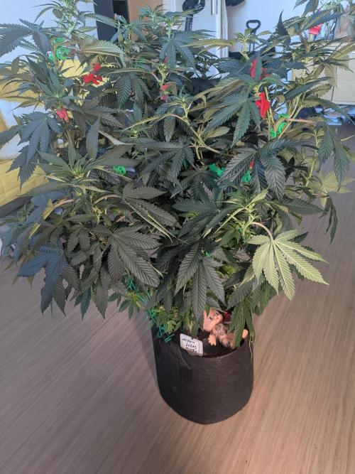 Mellow Jelly | Exclusive Zamnesia. Week 12