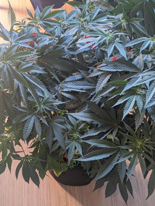Mellow Jelly | Exclusive Zamnesia. Week 12