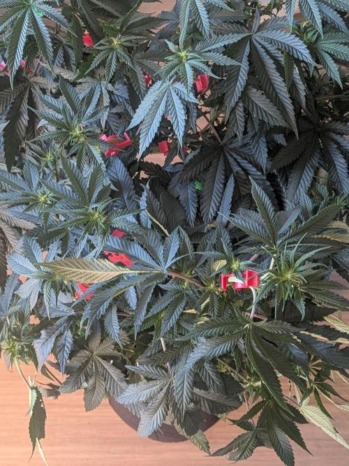 Mellow Jelly | Exclusive Zamnesia. Week 12