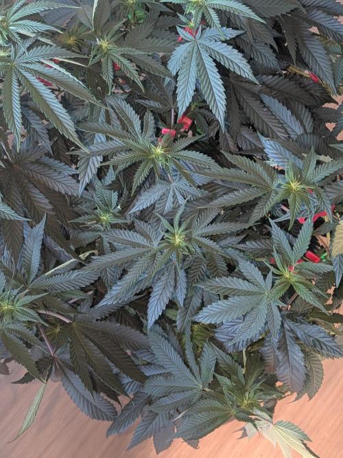 Mellow Jelly | Exclusive Zamnesia. Week 12