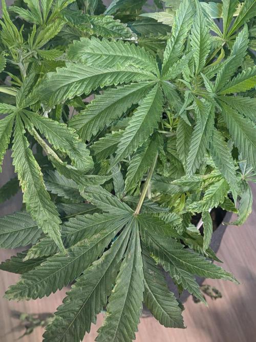 Devil Cookies One | USA Genetics 2026. Week 12