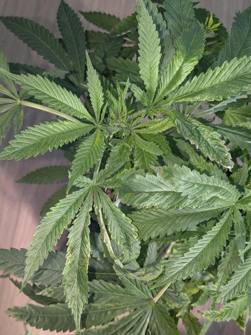 Devil Cookies One | USA Genetics 2026. Week 12
