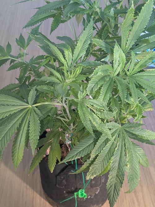 Devil Cookies One | USA Genetics 2026. Week 12