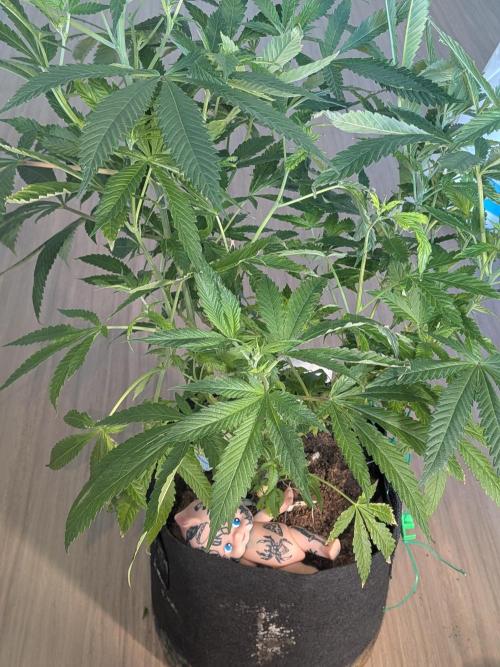 Devil Cookies One | USA Genetics 2026. Week 12