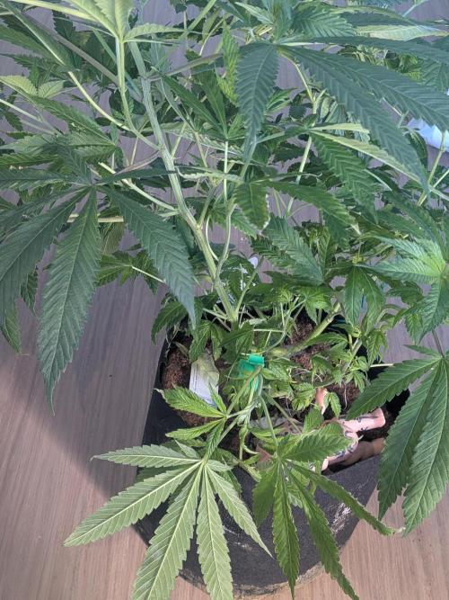 Devil Cookies One | USA Genetics 2026. Week 12