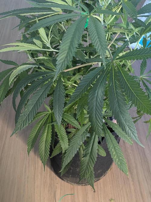 Devil Cookies One | USA Genetics 2026. Week 12
