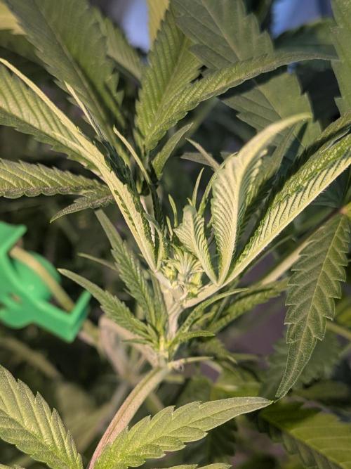 Devil Cookies One | USA Genetics 2026. Week 12