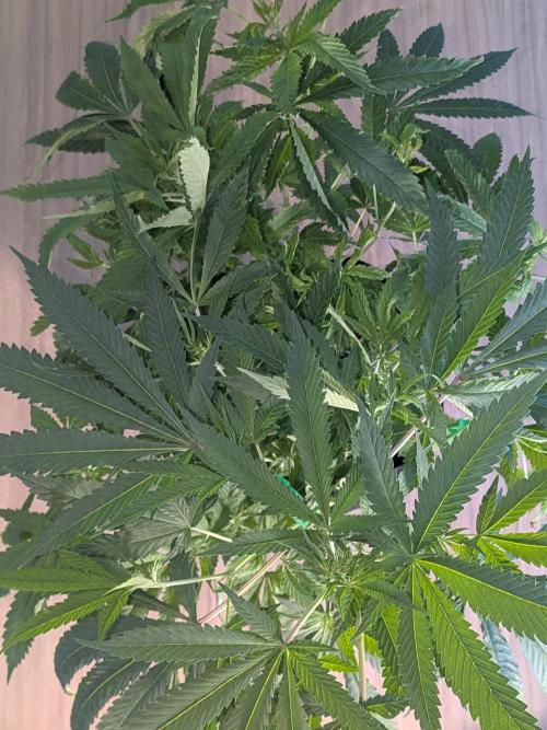 Devil Cookies One | USA Genetics 2026. Week 12