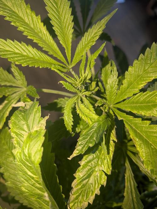 Devil Cookies One | USA Genetics 2026. Week 12