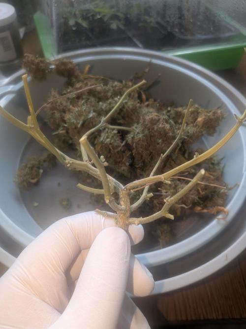 🥦Honey, I Shrunk the Broccoli! Micro. Week 16