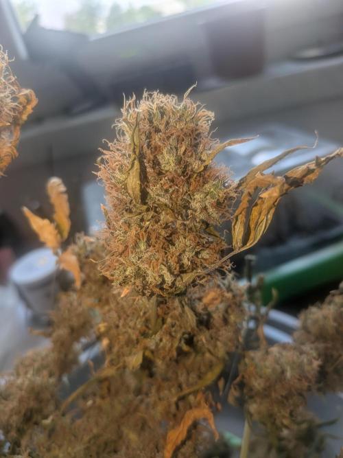 🥦Honey, I Shrunk the Broccoli! Micro. Week 16