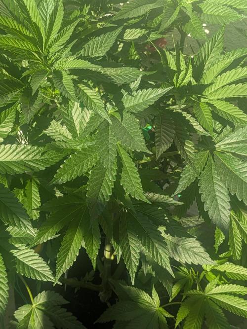 Khalifa Kush | outdoor 2026. Week 10